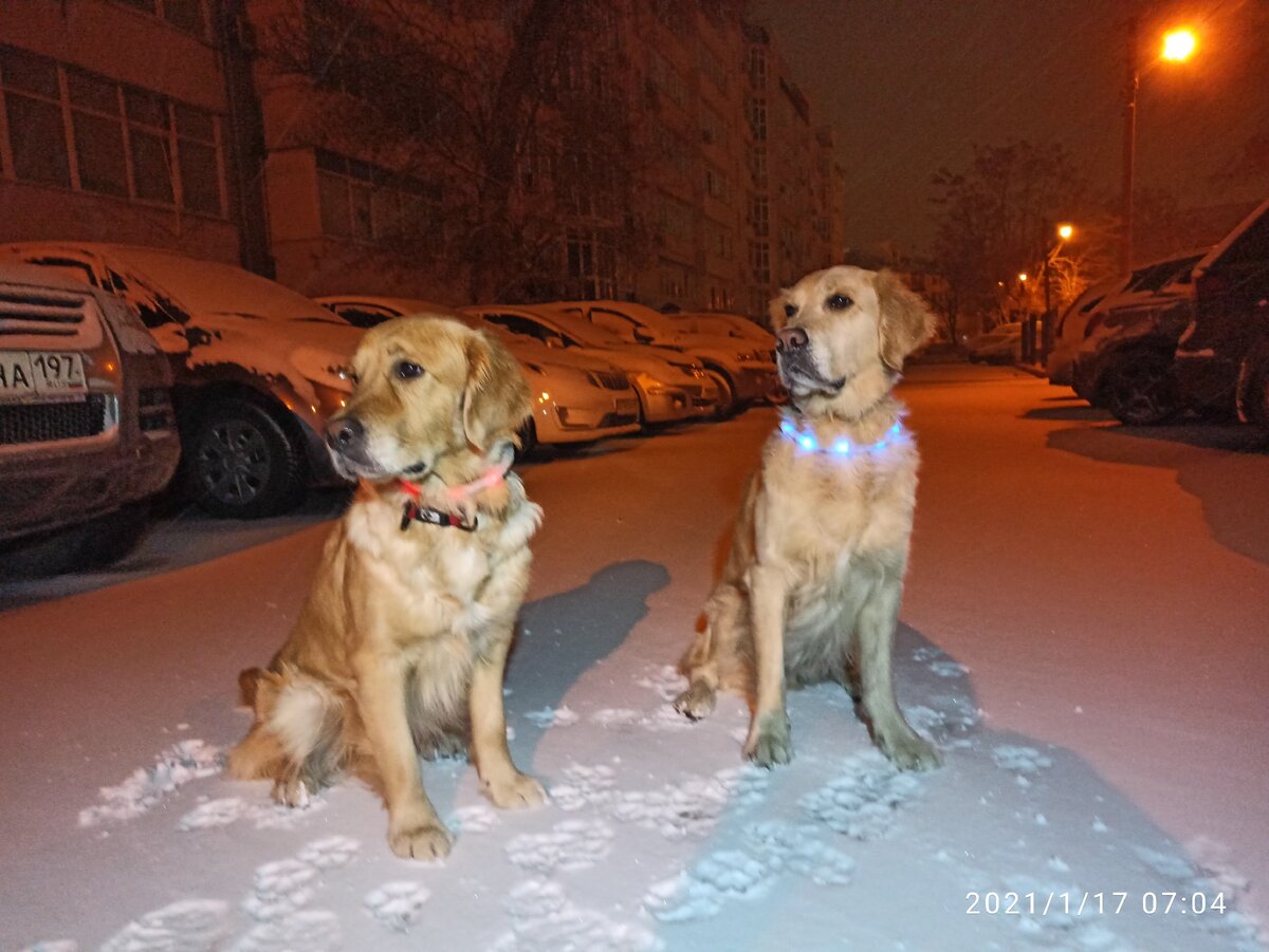 Куба и Ляля на утренней прогулке. Коротко, ибо впереди у нас тренировка.