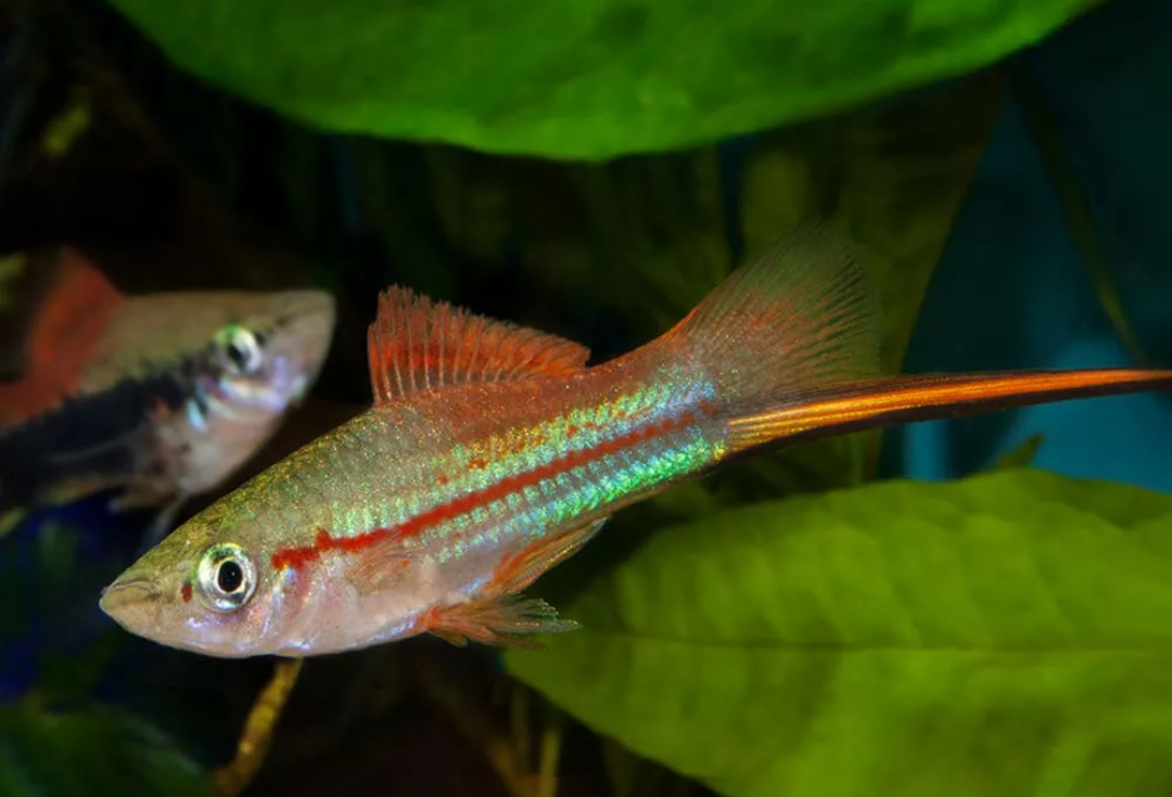 Рыба меченосец аквариумная. Меченосец тигровый. Меченосец рыбка. Меченосец ситцевый. Красный меченосец рыбка аквариумная.