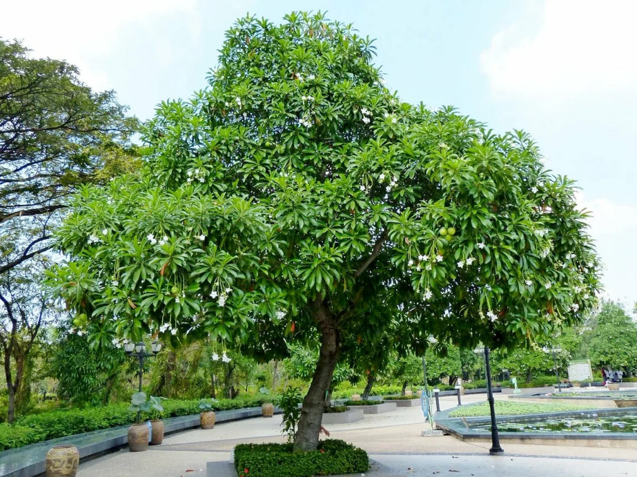 Так выглядит ядовитая цербера. Фото: из открытых Интернет-источников