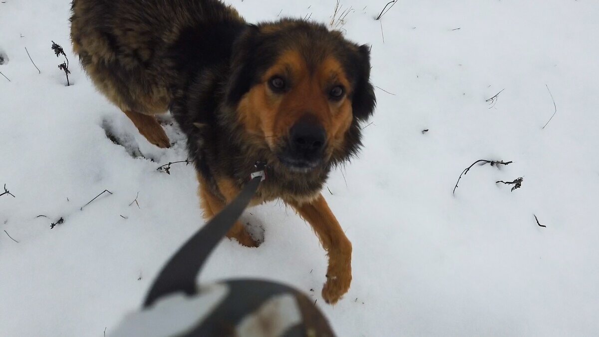 Рыжий подбежал за вкусняшкой