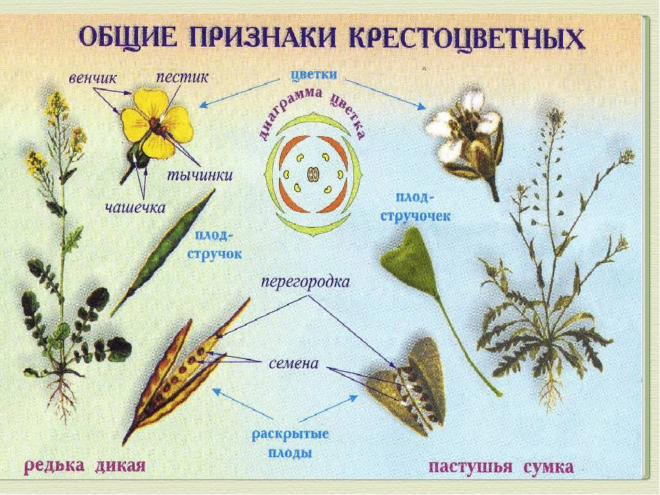 Характеристика семейств покрытосеменных