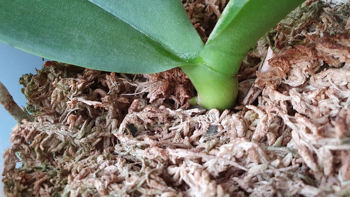 Какой мох нужен для орхидеи фаленопсис фото