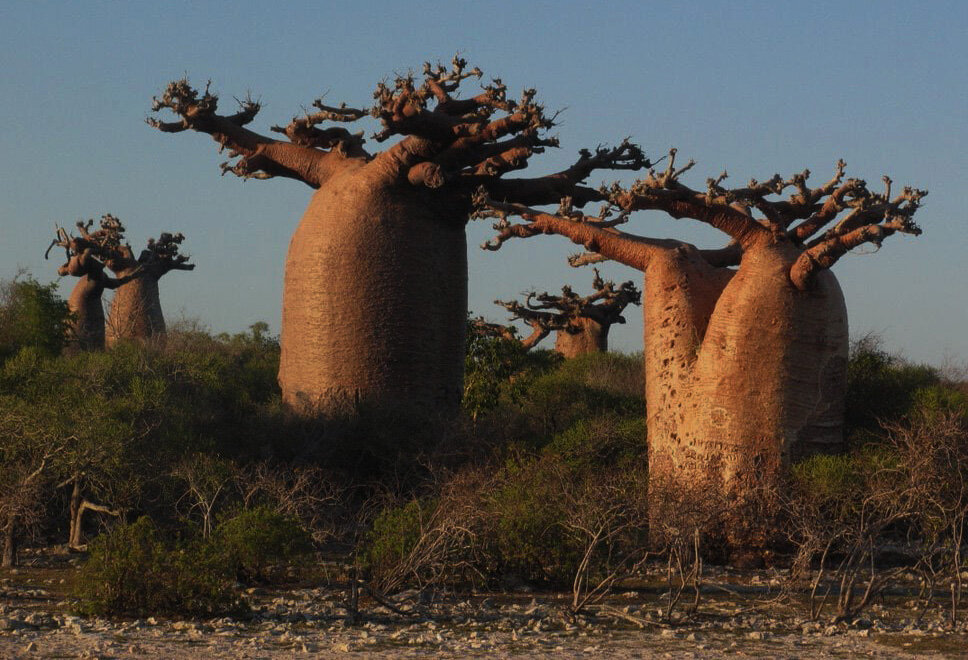 Гигантские баобабы