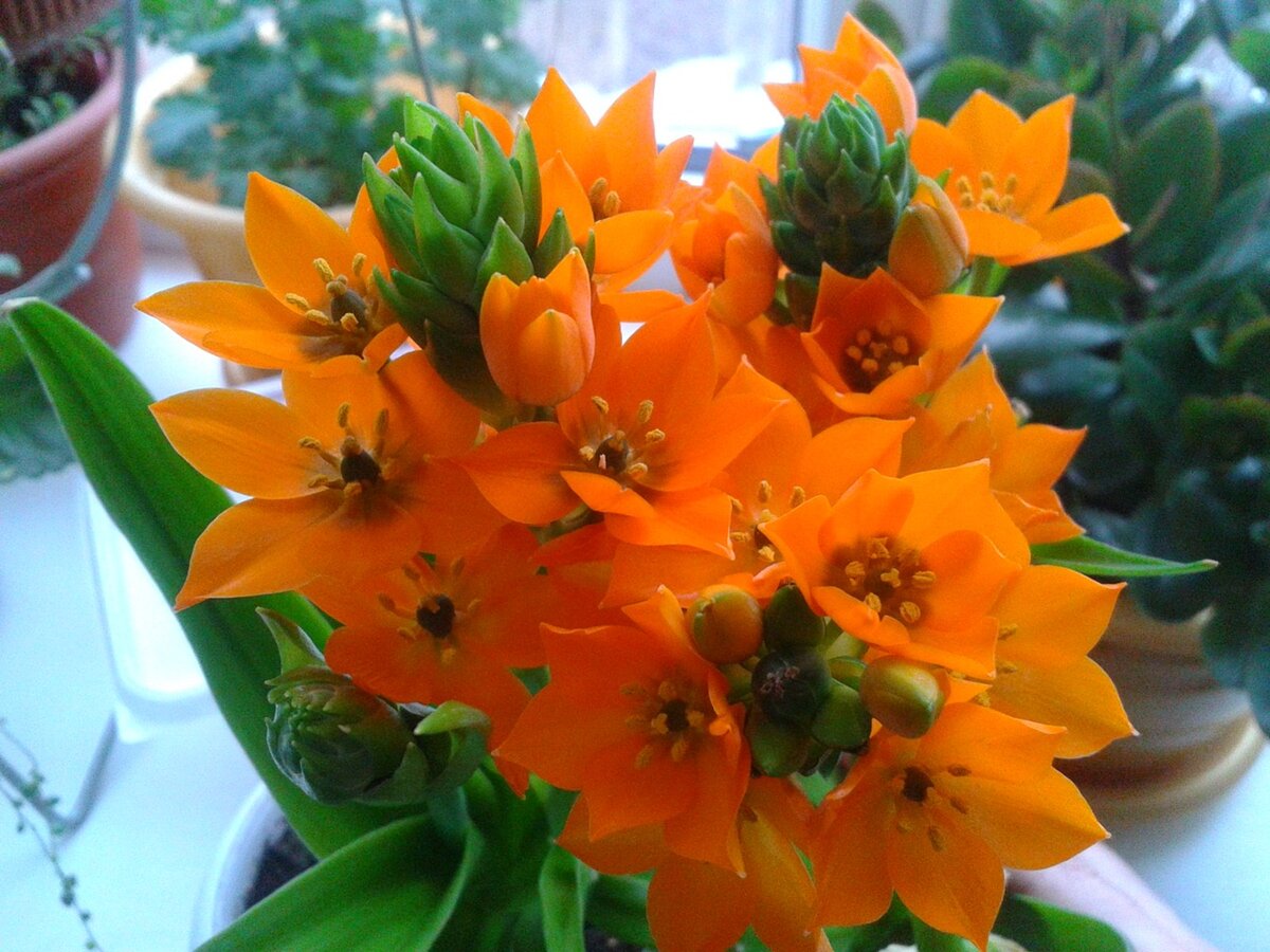 Ornithogalum dubium