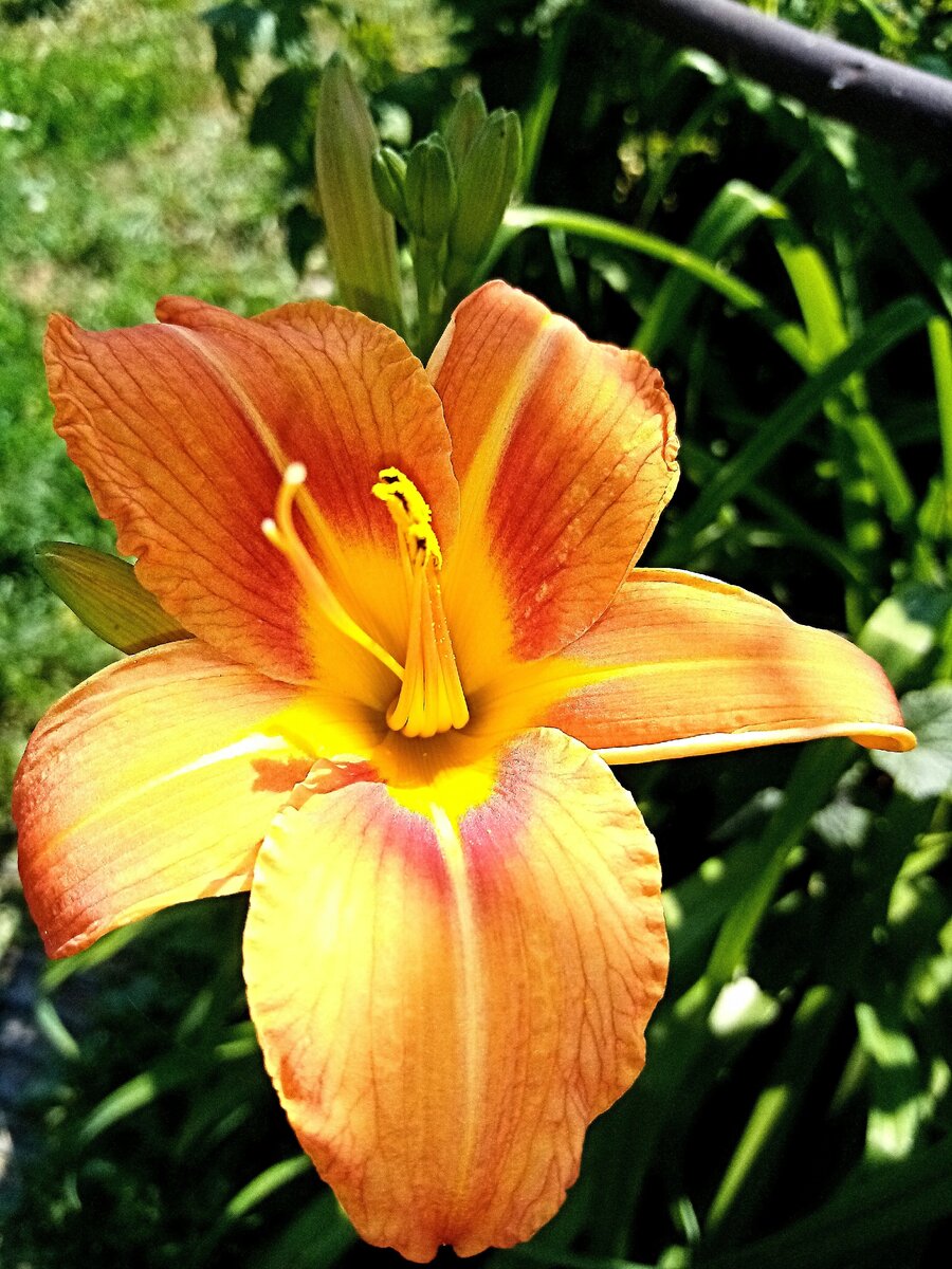 Многолетники, которые быстро разрастаются и легко размножаются | Наша ...