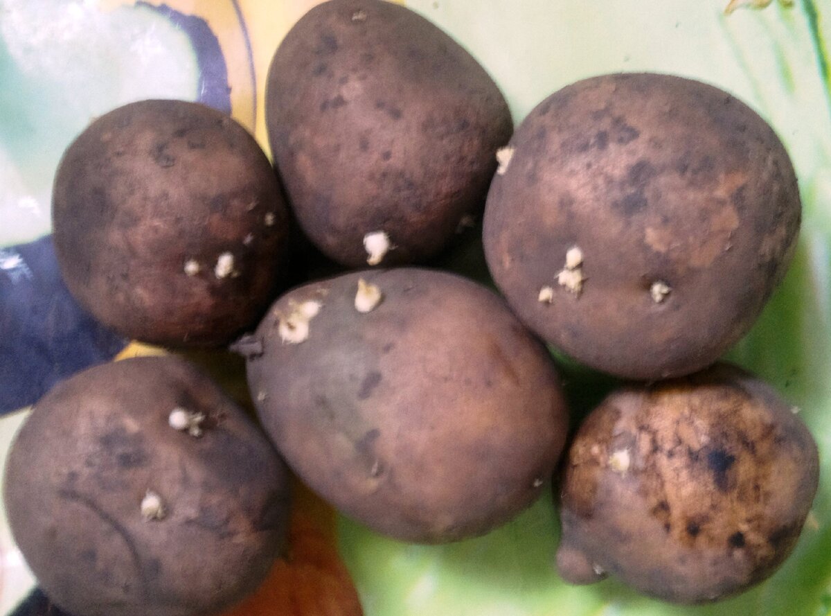 Картофель с глазками. Фото из архива автора статьи
