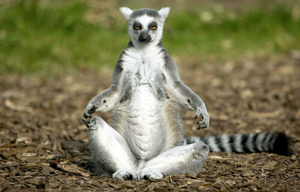 Отвлекай себя от негатива с помощью перевода внимания на дыхание (Изображение взято посредством платного интернет-сервиса. Яндекс. Картинки)