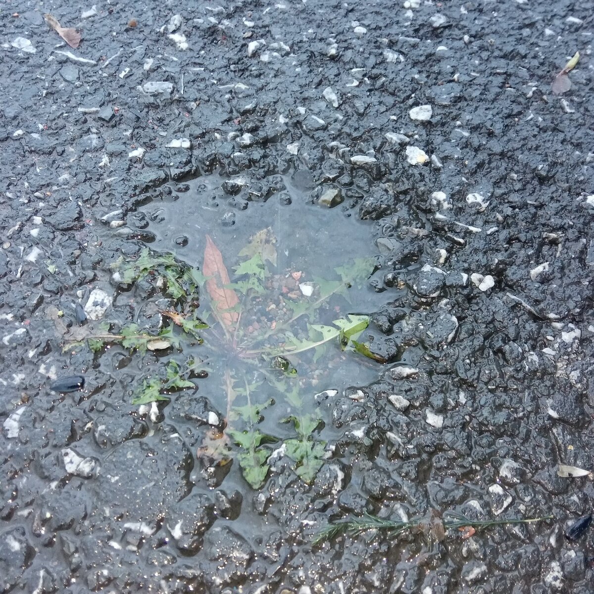 Earthlings. / Обитатели Земли.