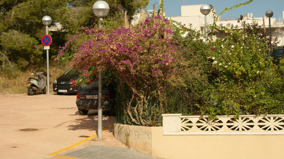 Вот она, испанская бугенвиллея в Ла Пинеде (недалеко от Барселоны)