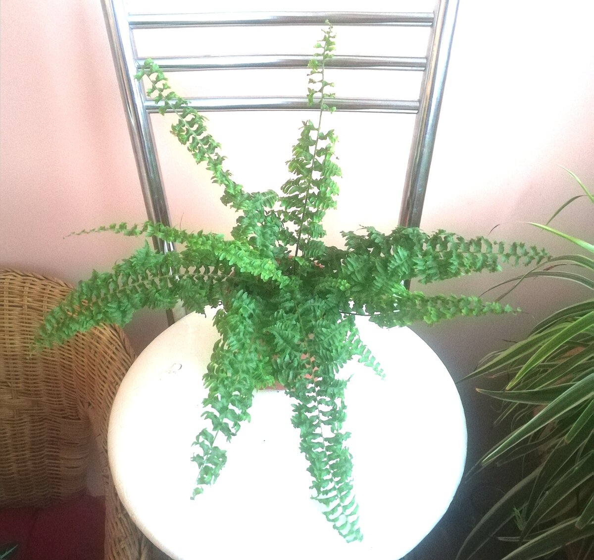 Красавец Нефролепис 