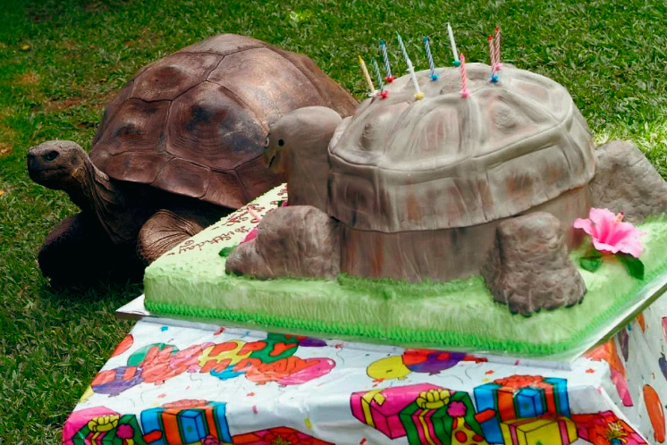 "И что? Я теперь, по-вашему, должна сама себя съесть?". Черепаха Гарриетта со своим именинным тортиком. (Исходное изображение взято с Homkin.ru).