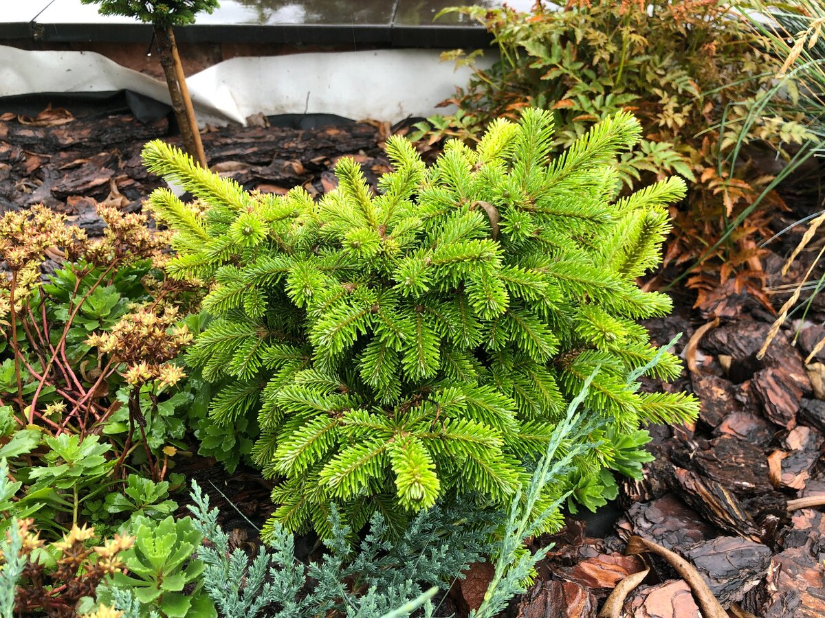 Пихта сибирская Шаркан (Abies sibirica Sharkan), мой первый сорт пихты.