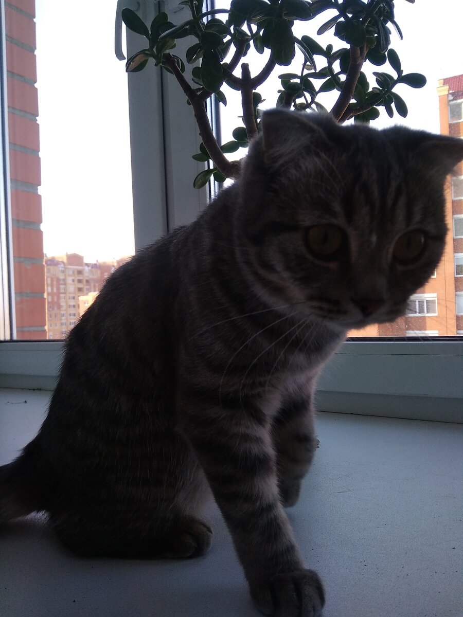 Пойманный кот на месте преступления