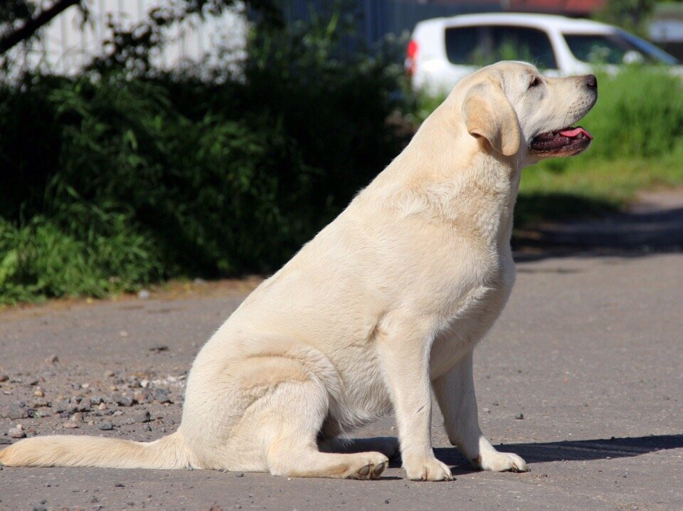 Лабрадор Есения (ahrbeuaty.com)