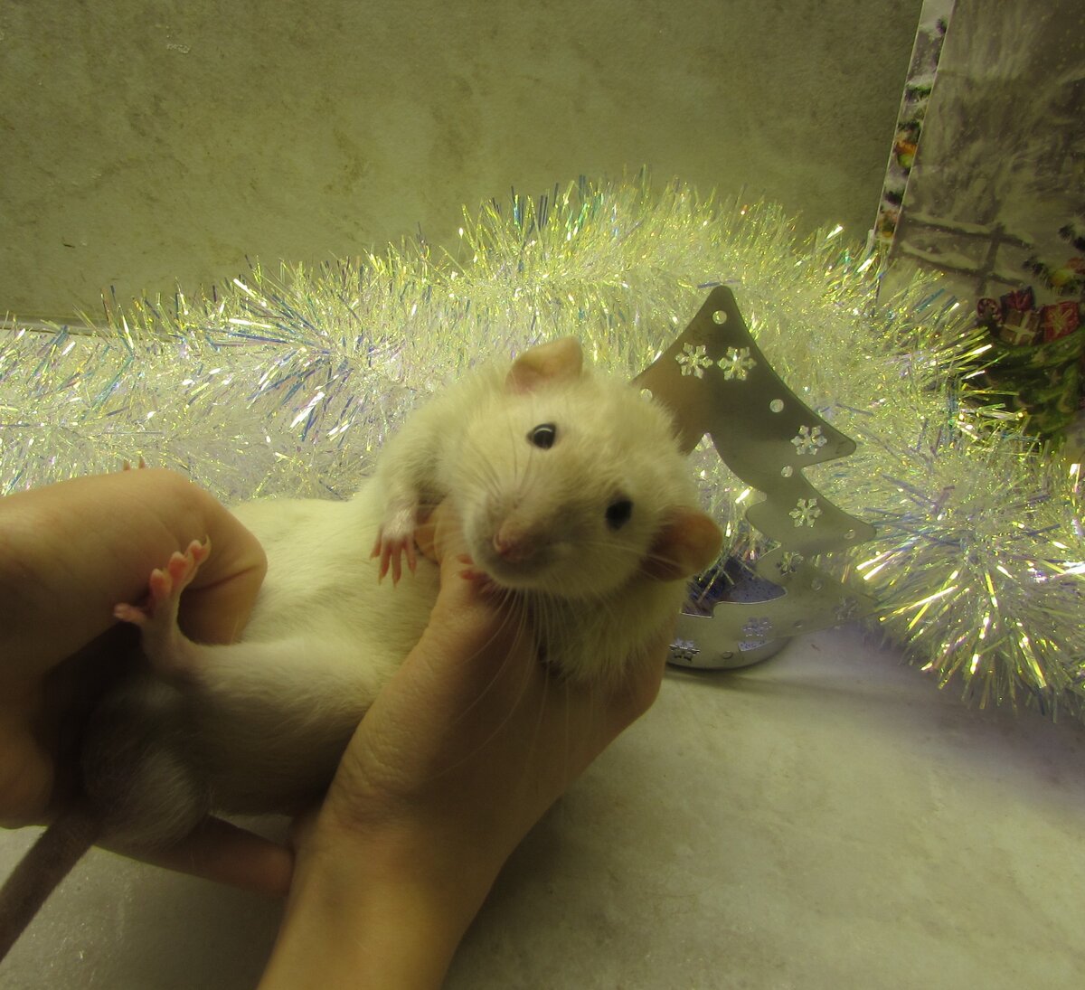 наш Чуча. Инстаграм: ratsshome