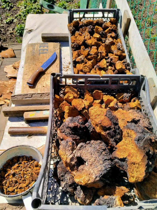 Собрана и разделена чага в 2020г