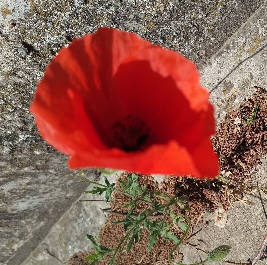 Более чем двадцать лет подряд, в одном городе, на одной улице, в том же самом месте сквозь толщу бетона рождается, растет, цветёт и радует глаз этот маленький, аленький цветок дикого Мака. Он ещё полевым называется, или самосейкой. Не ботан я, да и не о ботанике совсем! А о Большом человеческом Сердце одной женщины, которая подметает пешеходные тротуары вдоль дороги, когда многие ещё спят и, останавливаясь возле него, будто замирает ненадолго и любуется, опираясь на черенок метлы. О чём думает в тот момент женщина? Может о внуках, или о своих детях, а может быть о своей молодости? Я обратил своё внимание на цветок лет  много тому назад, а может быть эта женщина знает его значительно дольше? Пока я рассматривал в раздумьях эту картину "дама с маками", что бы вы подумали она сделала? Нет! Не прополола она эту бетонную "грядку", а вынула из кармана оранжевой спецовки бутылочку воды, отхлебнула сама и напоила этот цветик из своей бутылки ! В скольких людях есть душа, добро, радость бытия, счастье и такой вот позитив, не задавали себе этот вопрос? Нет, а зачем? Ну и правильно, не заморачивайтесь! Просто проходя мимо, постарайтесь хотя бы не растоптать это маленькое живое чудо, а вдруг он ещё долгие годы будет радовать чей-то взгляд и напоминать о чём-нибудь душевно хорошем.  Счастья всем, красоты и простоты! Силы желания - Жить!