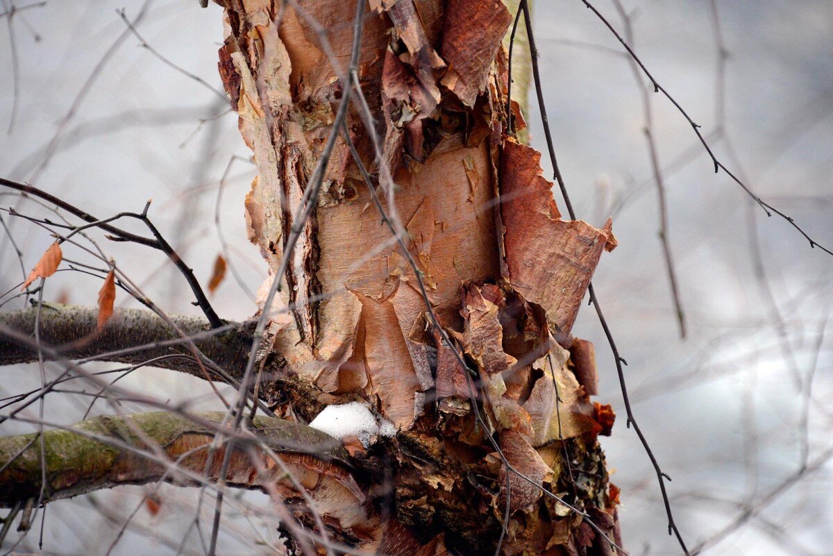 Зимние повреждения деревьев и кустарников - проблемы и решения