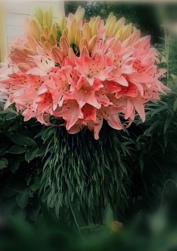 Думаю это тоже фотошоп,  но похоже на то,  что было у меня,  правда слишком правильная форма наводит на подозрения... В любом случае это каприз природы,  одноразовый,  и никак не сорт и не норма. 