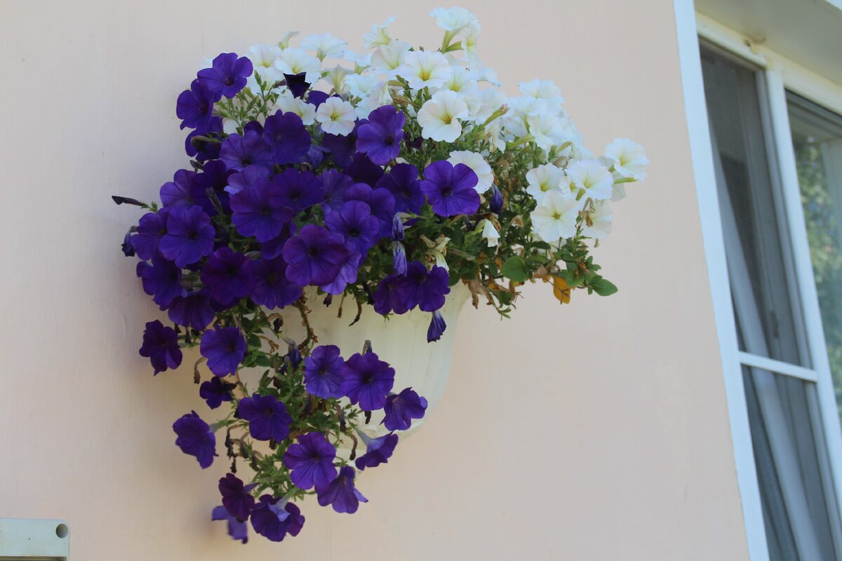 Синяя и белая Оперы, два растения в одном кашпо. Им было тесновато, приходилось постоянно подкармливать, но всё равно растения чувствовали себя неважно. В этом сезоне в кашпо на стене дома буду сажать только Изи вэйв.