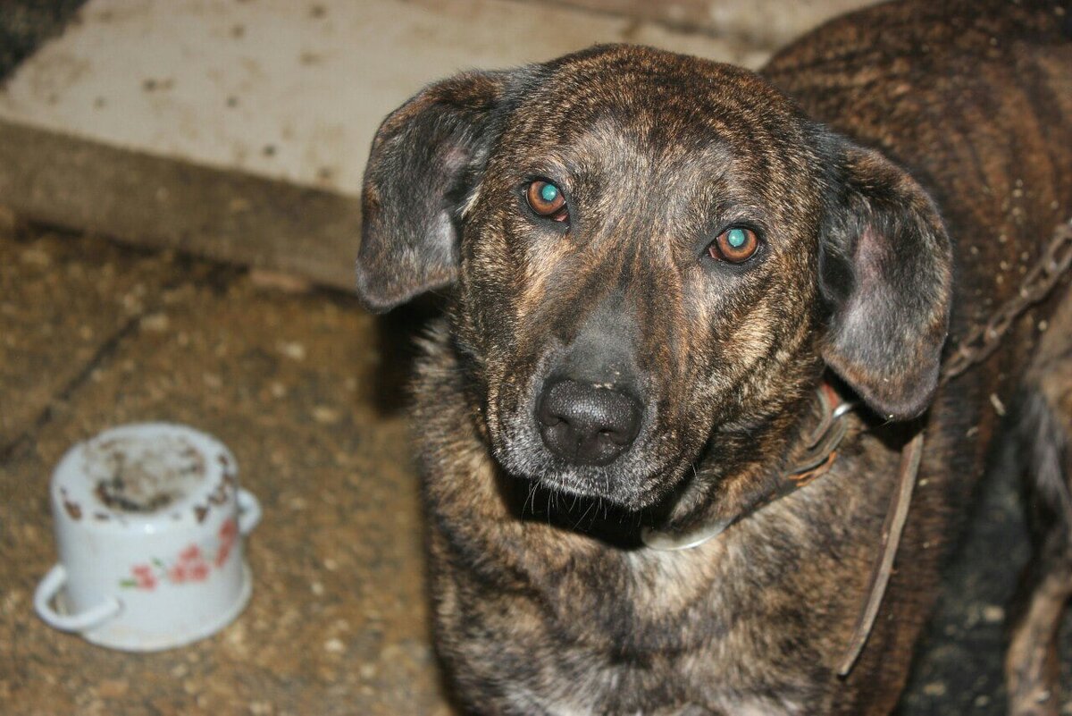 Фото волонтёров Воркутинского Общества защиты бездомных животных