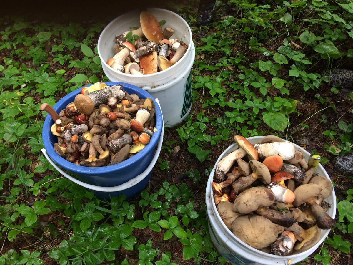 Дары природы- прекрасные грибы острова Сахалин