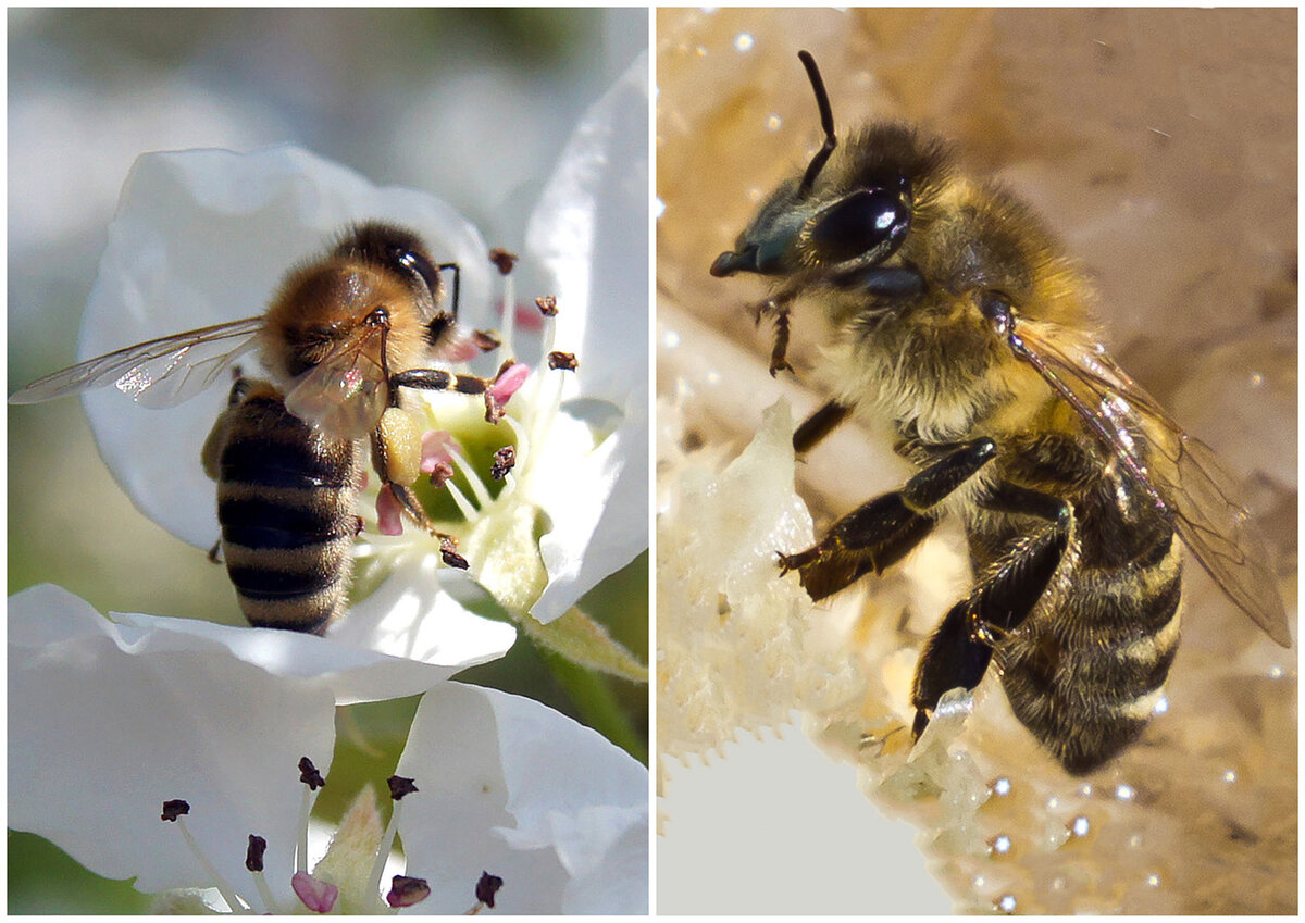 Топ 10 пород пчел для российской пасеки