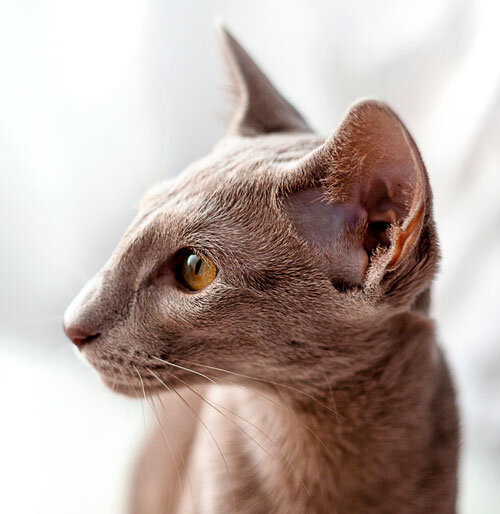 Экстремальный тип, строение головы, профиль (сиамская кошка) 