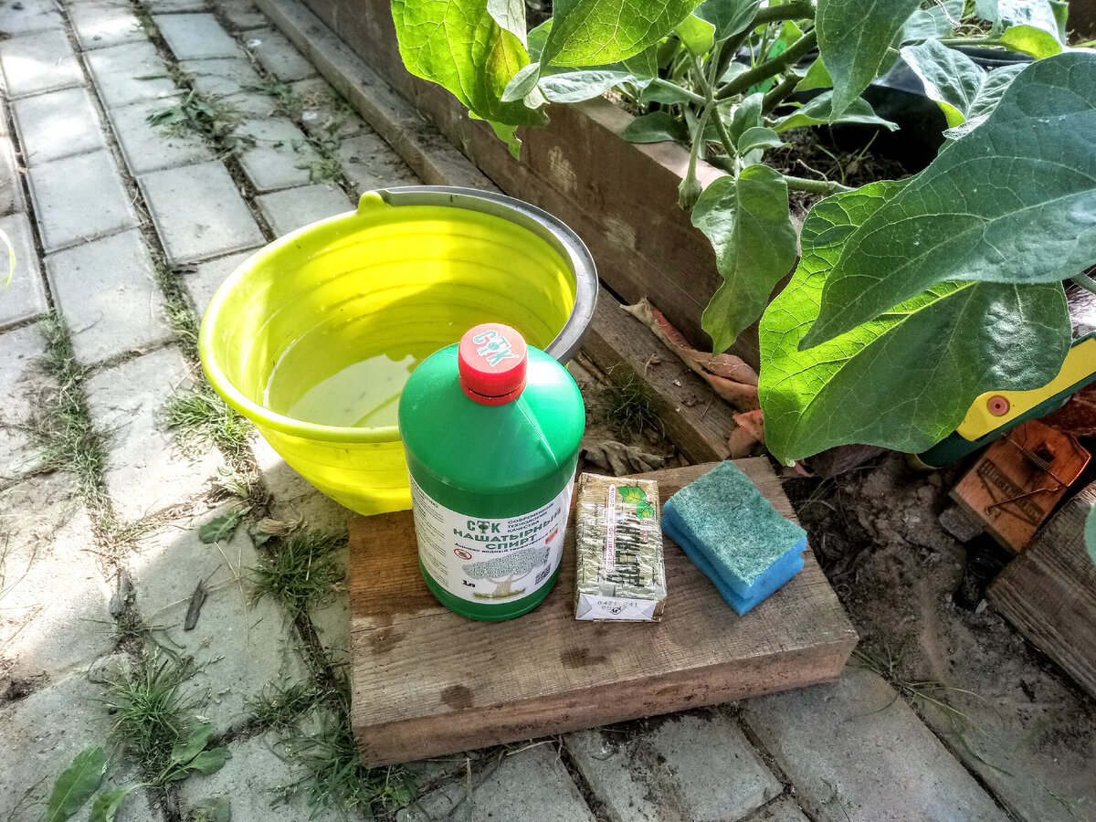 Губка, дегтярное мыло, вода и нашатырь - средства для борьбы с паутинным клещом