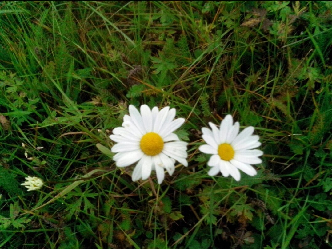Фото ромашек с прогулки на природе.