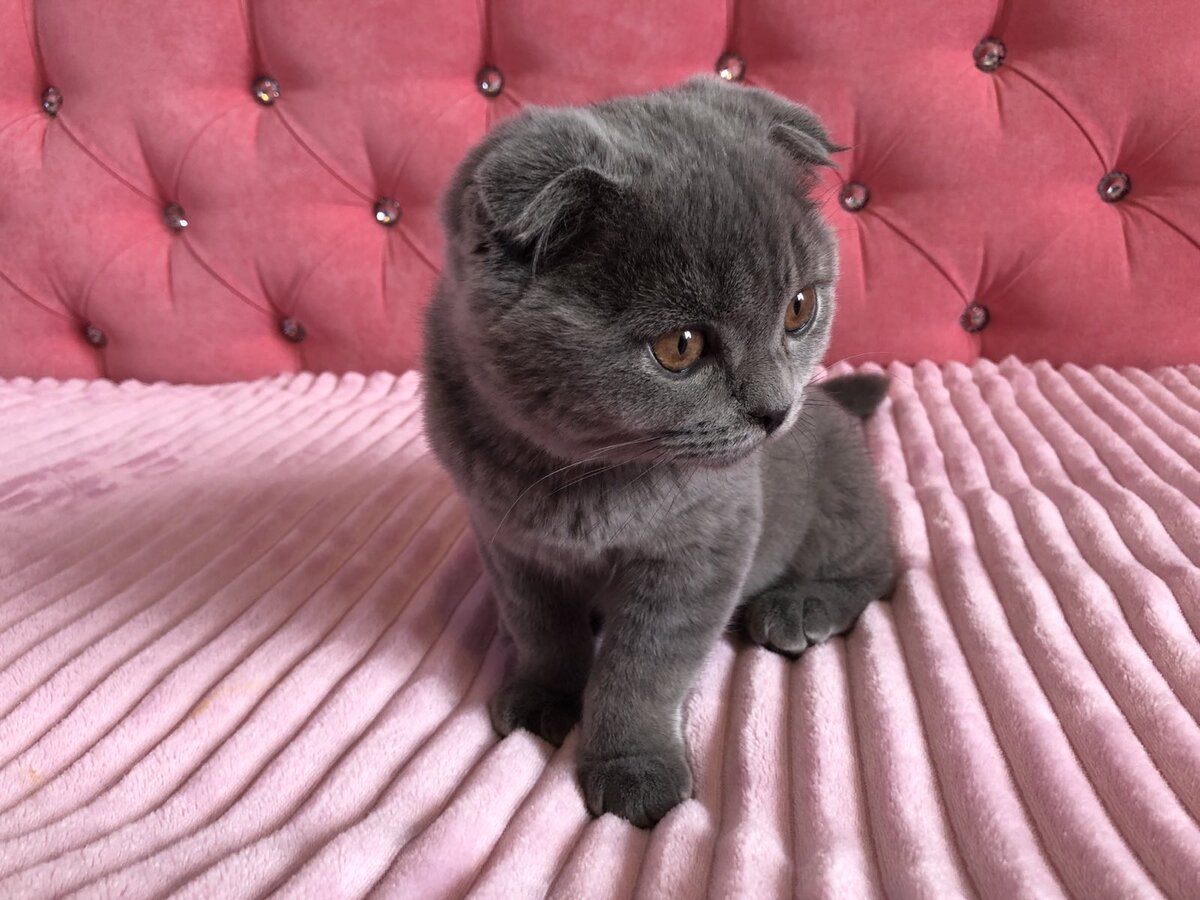 Котята по ночам бесятся редко, им нужно ну очень много спать