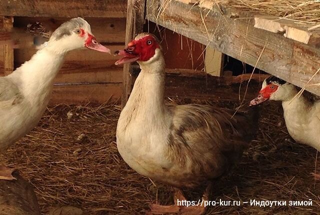 Разведение уток в домашних условиях: отбор, содержание, кормление | ZOODOM