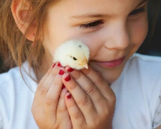 Так хочется обнять посильнее этого маленького прелестного цыплёнка!