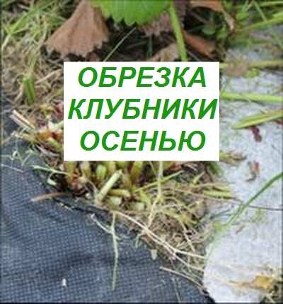 обрезка клубники осенью