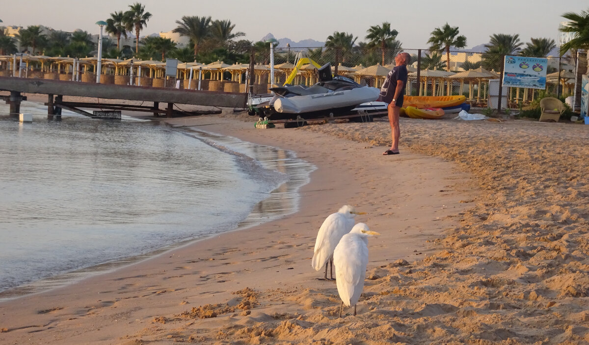 Птицы на пляже Sunrise Royal Makadi Resort. Фото автора.