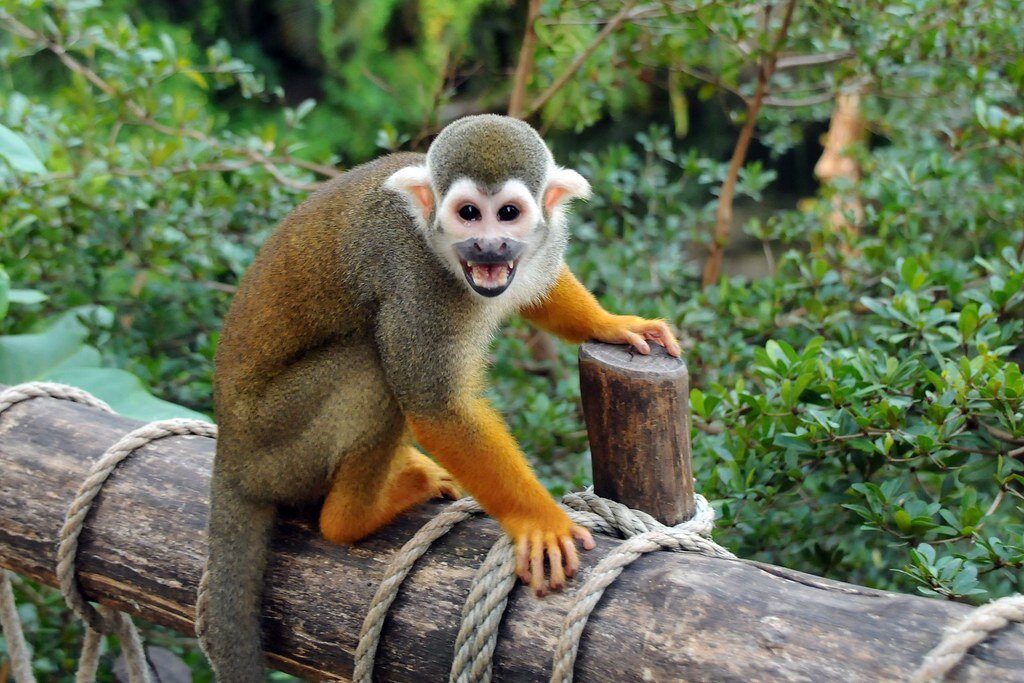 Беличьи обезьяны