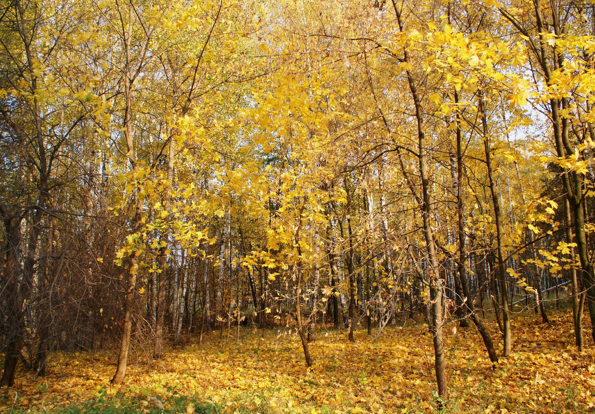 Наблюдать осенний. Осенние наблюдение березы. Сосна осенью наблюдение за листьями. Наблюдение за осенним Березай.