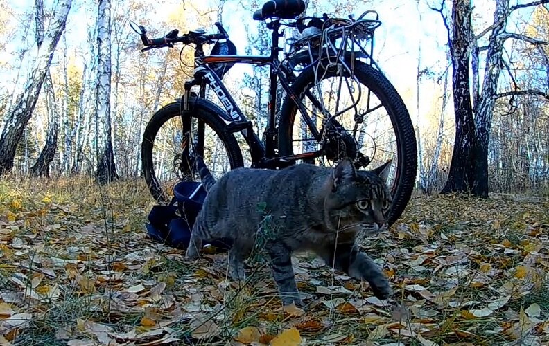 Кот Тимка в осеннем лесу