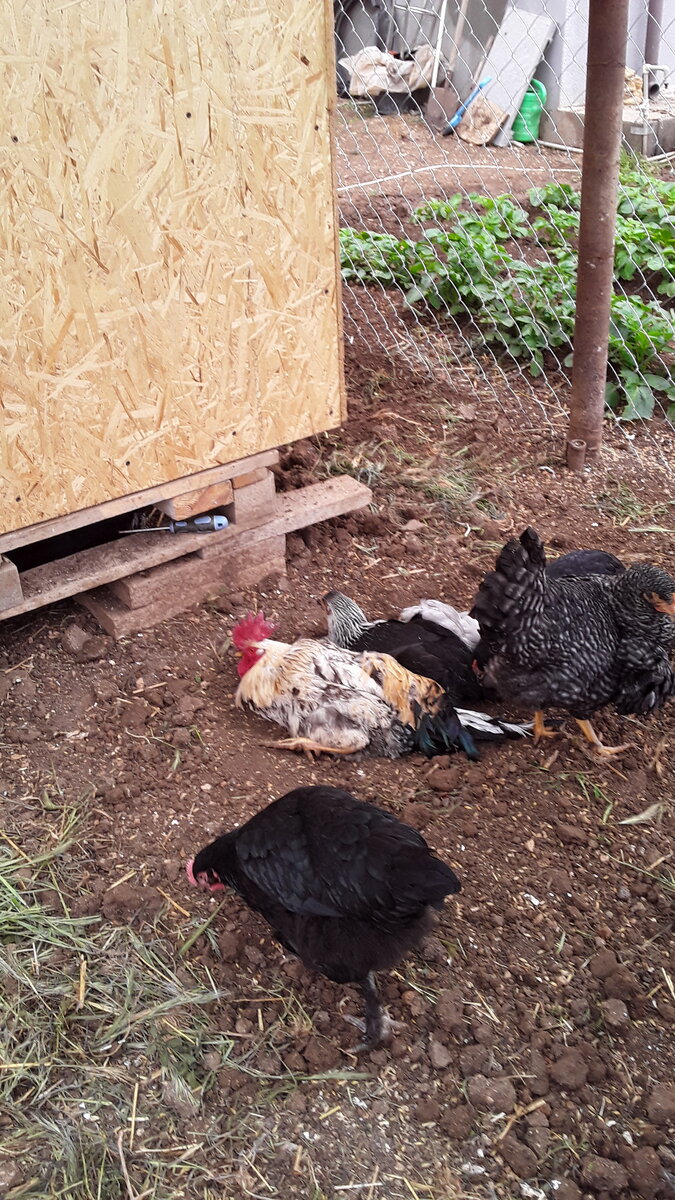 Куры во главе с петухом прочищают свои перья землей с золой (на ней лежат петух с курами)