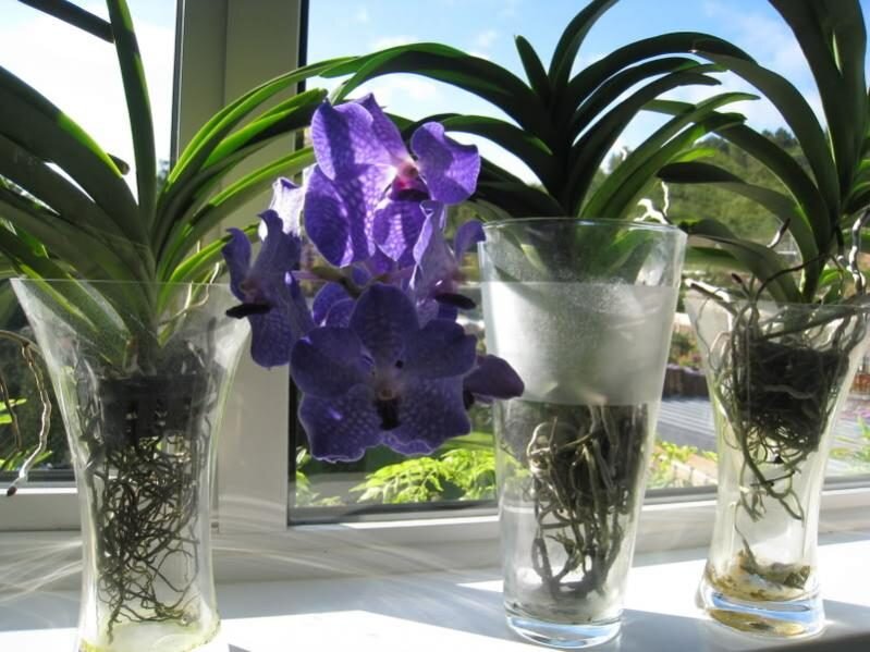 Орхидеи в горшках водой