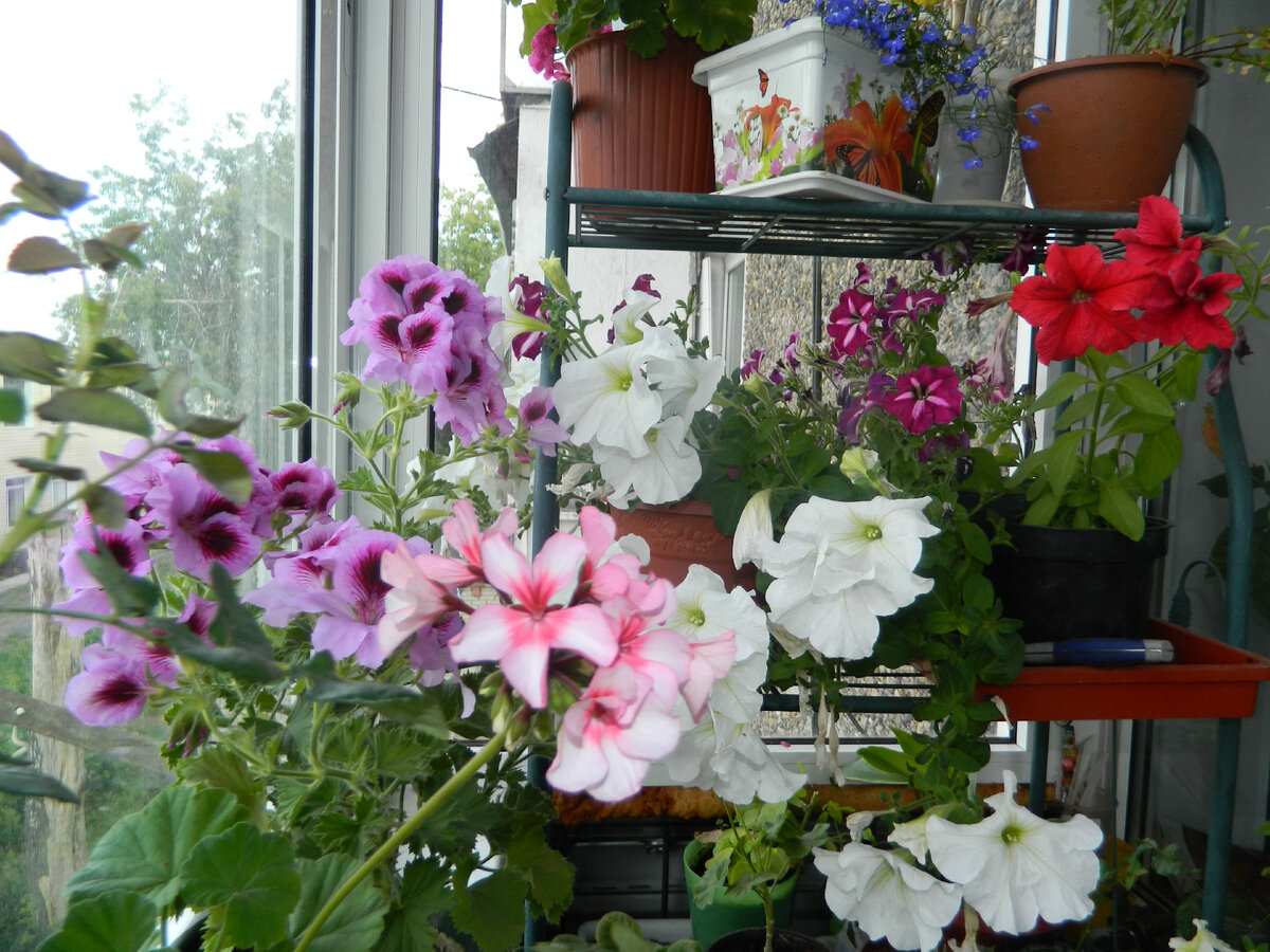 Герани на балконе