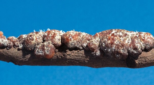 Шеллак на ветви дерева, произведённый лаковым червецом (Kerria lacca)