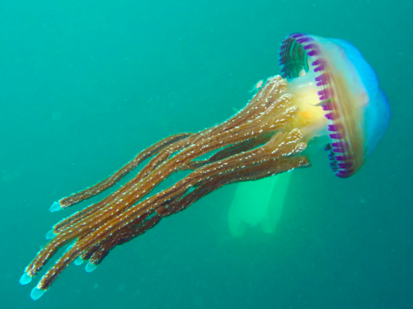 Thysanostoma loriferum. Thysanostoma Thysanura медуза. Мирионема Гидроид. Jellyfish Starfish.