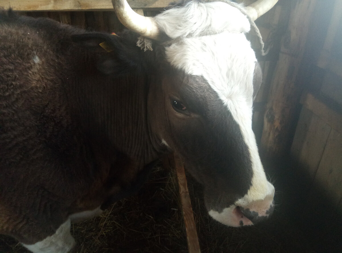 Самая красивая корова в мире! )))