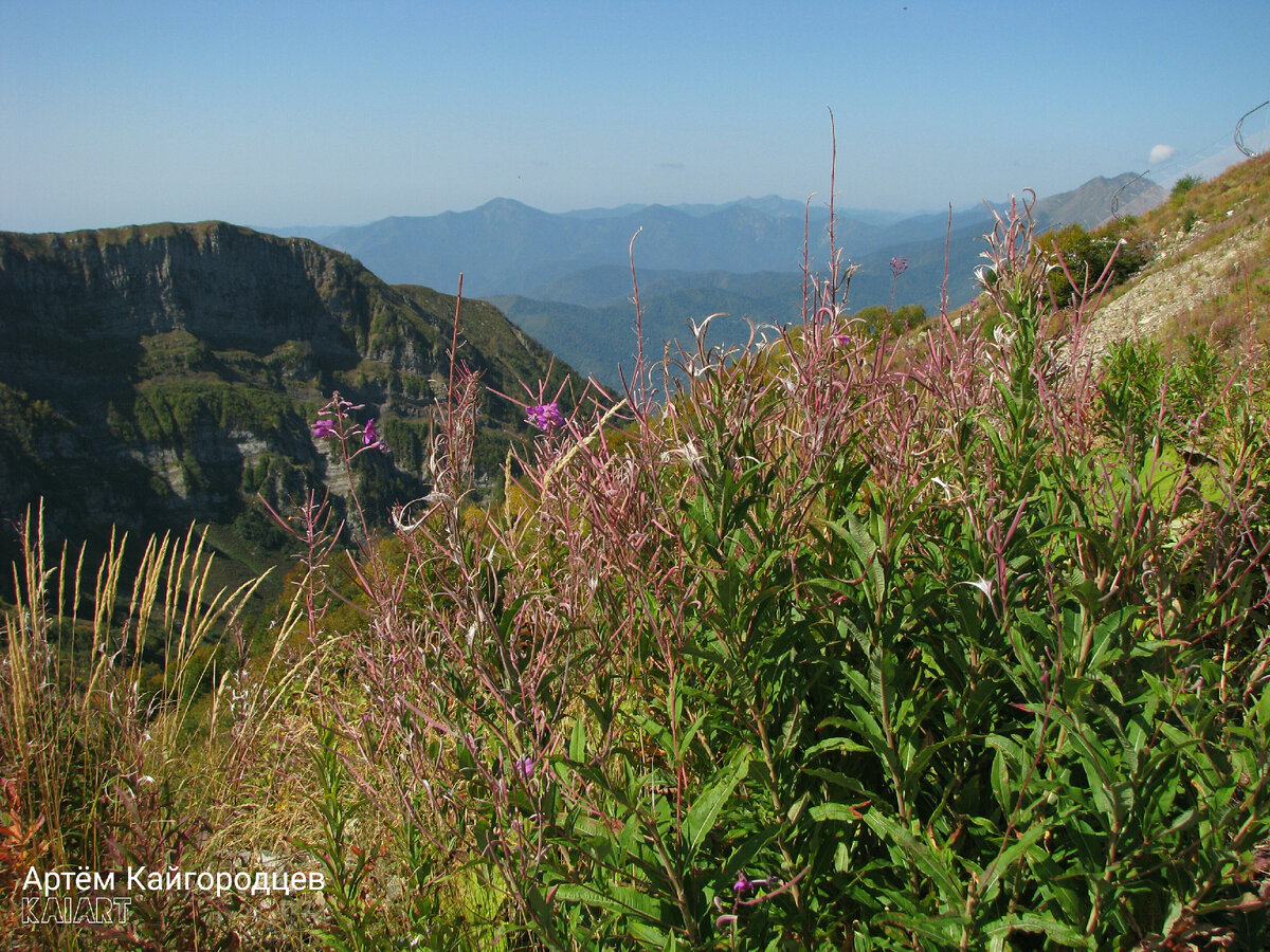 Иван-чай в горах Кавказа. Фото: KAIART 