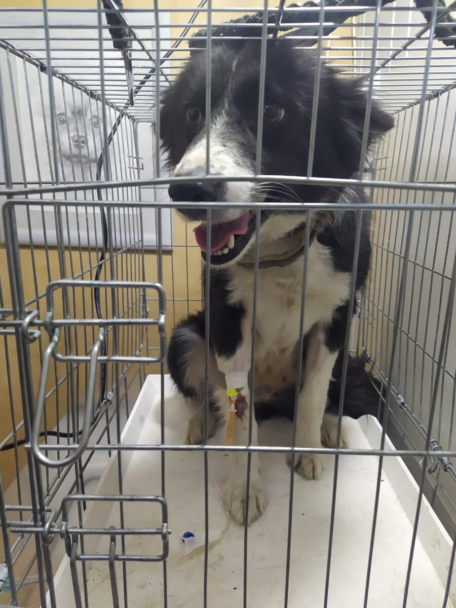 Третья капельница у Мии 