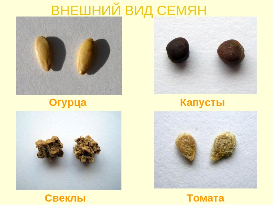 внешний вид