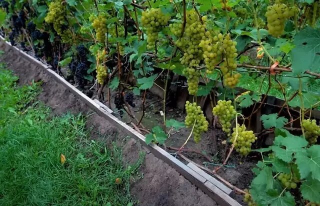 Выращивание винограда из удлинённой лозы: простой метод