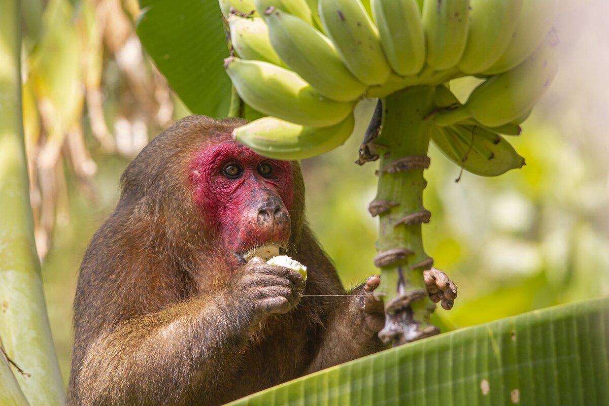 Сколько бананов едят обезьяны. Обезьяны в тропиках. Обезьянки в тропиках. Обезьяна с бананом. J,tpmzys c ,fyfyyfvb.