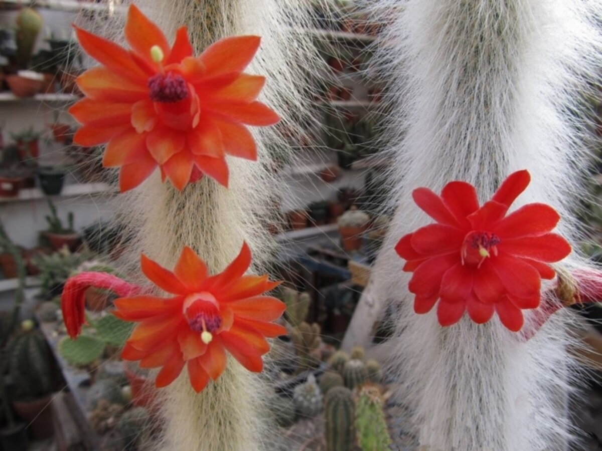 Род Хильдевинтера включает около 50 видов кактусов, произрастающих на территории Южной Америки, преимущественно в Уругвае и Боливии. 